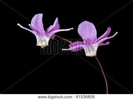 Flowers Of Barrebwort