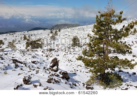 laricio pine on cold lava covered by snow in Etna Park, Sicily  