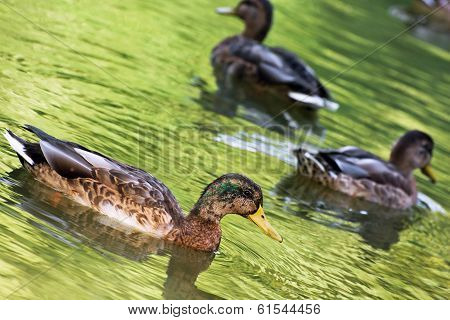 Mallard Ducks In The Green Pond