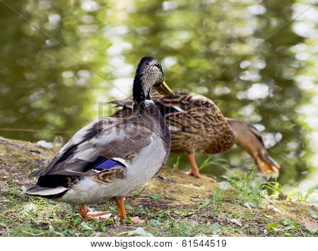 Pair Of Mallard Ducks By The Pond