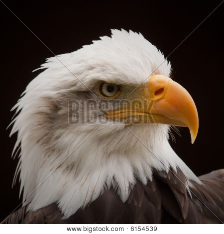 Bald Headed Eagle