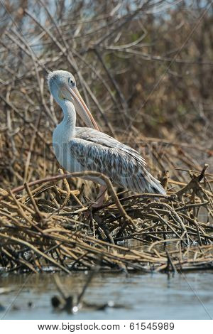 Pink-backed Pelican Preening In The Mangroves