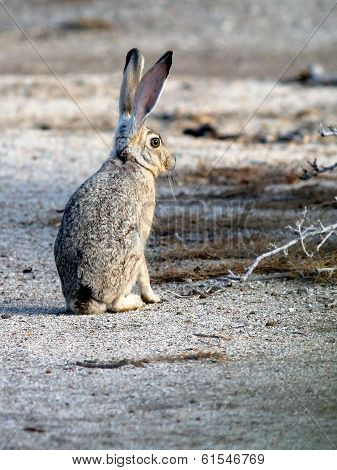 Black-tailed Jackrabbit Upright