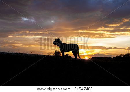 Cane Corso In Sunset