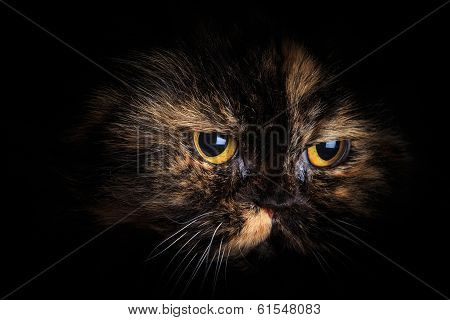Cat in the dark