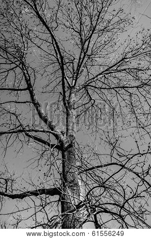 Black and White tree