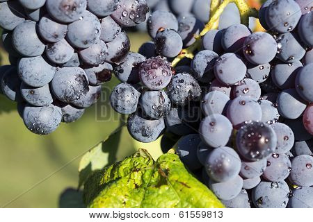 Vineyard grape cluster. Barbera