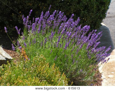Lavendar หอม