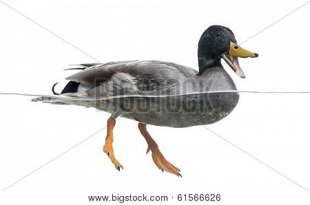 Mallard quacking, floating on the water, Anas platyrhynchos, isolated on white