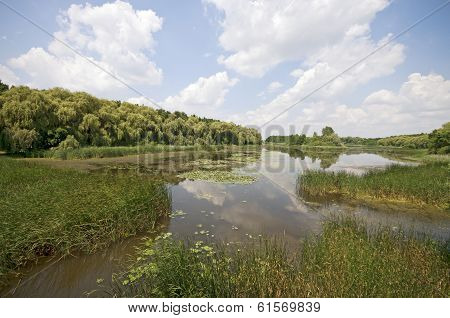 Sunny Swamp Landscape Horizontal