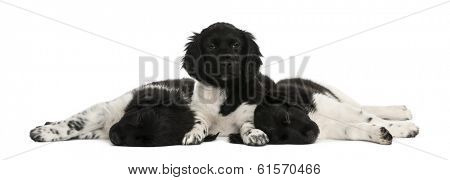 Stabyhoun puppies lying down together, resting, isolated on white