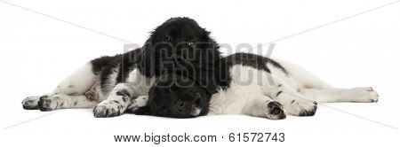 Stabyhoun puppies lying down together, resting, isolated on white