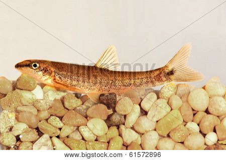 Longnose Dace (rhinichthys Cataractae)