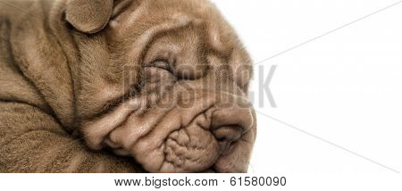 Close-up of a Shar Pei puppy sleeping, isolated on white