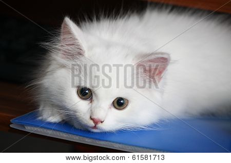 White Cat