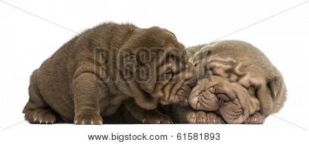 Shar Pei puppies cuddling, isolated on white