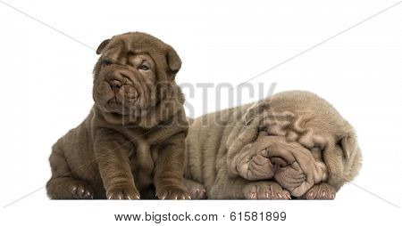 Shar Pei puppies lying together, isolated on white