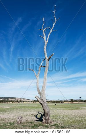Old And Dead Tree