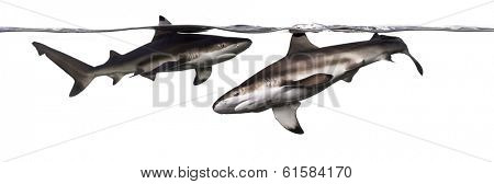 Two Blacktip reef sharks swimming at the surface, Carcharhinus melanopterus, isolated on white