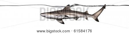Side view of a Blacktip reef shark swimming at the surface of the water, Carcharhinus melanopterus, isolated on white