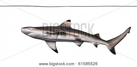 Blacktip reef shark viewed from below swimming under water line, Carcharhinus melanopterus, isolated on white