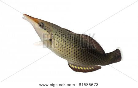 Side view of a Bird wrasse female swimming up, Gomphosus varius, isolated on white