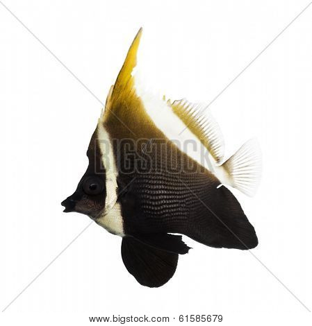 Side view of an Horned Bannerfish, Heniochus varius, isolated on white
