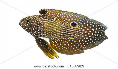 Side view of a Comet, Calloplesiops altivelis, isolated on white