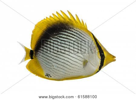 Side view of a Blackback Butterflyfish, Chaetodon melannotus, isolated on white