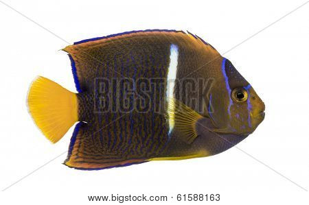 Side view of a Passer Angelfish, Holacanthus passer, isolated on white