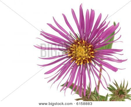 New England Aster (symphyotrichum tähdet-angliae)