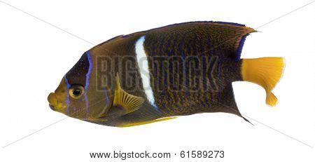 Passer Angelfish viewed from up high, Holacanthus passer, isolated on white