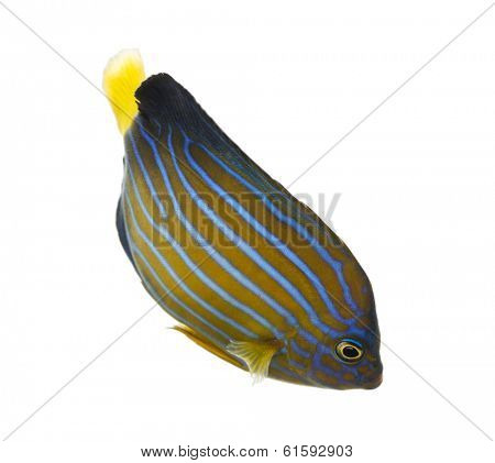 Northern Angelfish swimming down, Chaetodontoplus septentrionalis, isolated on white