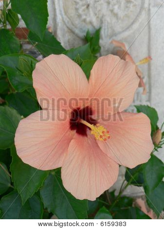 Hibiskus