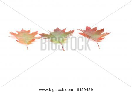 Foglie di autunno bella su un bianco.
