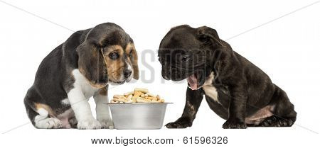 Beagle and Pug puppies sitting in front of a full dog bowl with disgust, isolated on white