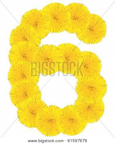 Number 6 Made From Dandelion Flower