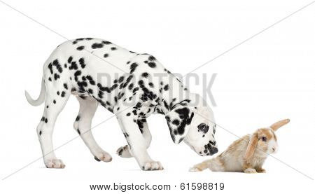 Side view of a Dalmatian puppy sniffing a rabbit, isolated on white