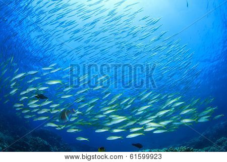 School of Goatfish on coral reef