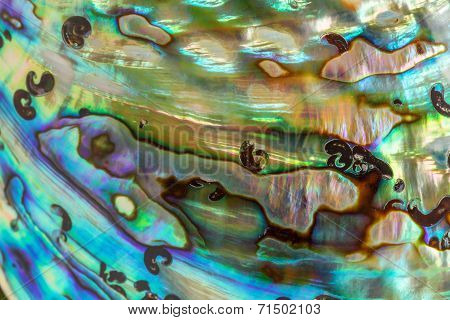 Close Up Background Of Blue, Green And Purple Abalone Pearl Shell
