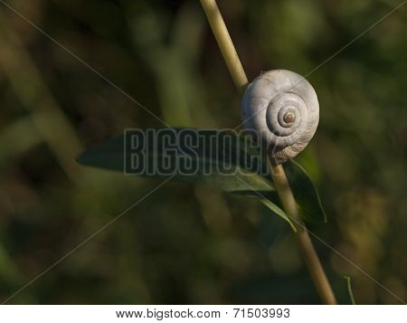 Great Ramshorn