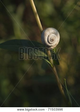 Great Ramshorn