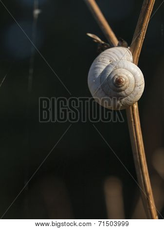 Great Ramshorn