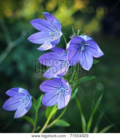 Balloon Flowers