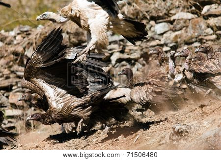 Old World Vultures