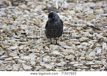 Jackdaw