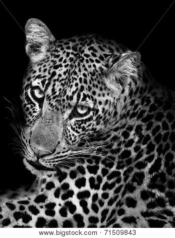 Leopard In Black And White