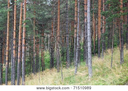Forests And Streams