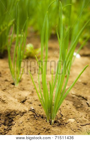 Onion field