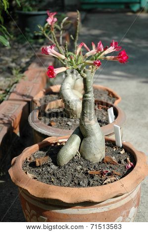 Adenium in Terra Cotta Pots